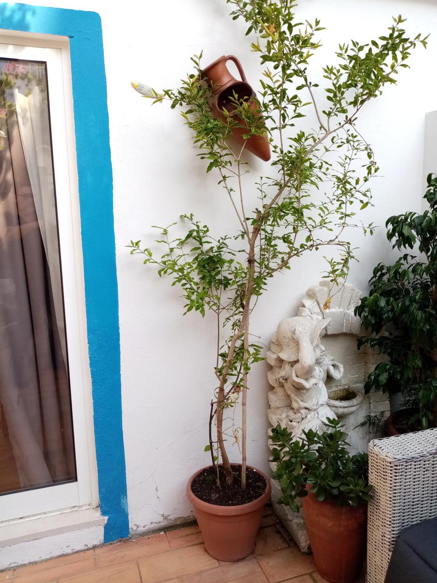 Willa Casa Rustica Olhão Zewnętrze zdjęcie